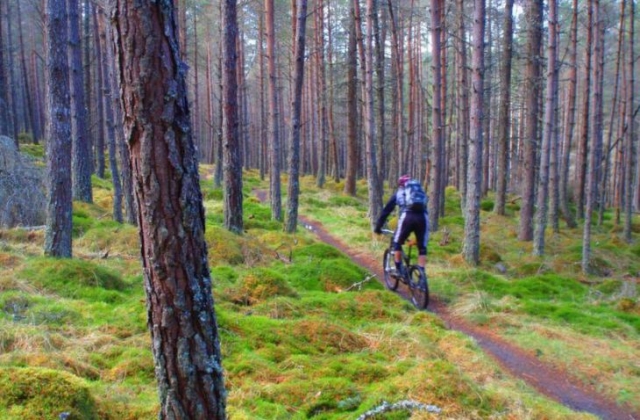  Cabalgando en el frondoso bosque 